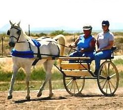 Carriage Wheels, Buggy Wheels